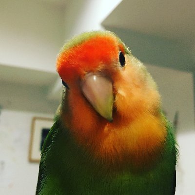 micmik14's profile picture. オキナインコとキンカチョウを飼育しています。まめの一件依頼、ロストや安全について、家族で注意するようにしています。 2020年11月5日 とても可愛がっているコザクラインコを逃してしまいました。まめ、ごめんね。