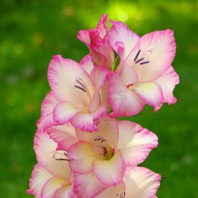 devdixit1234's profile picture. 