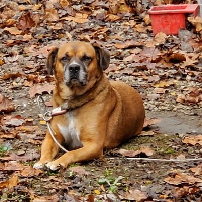 coonabomber's profile picture. I hate Boule Coons