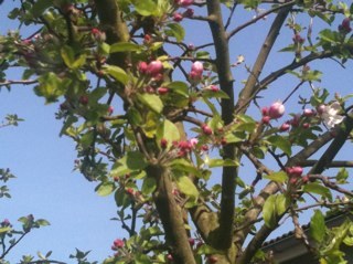 renee1954's profile picture. oncologie verpleegkundige nu met pensioen