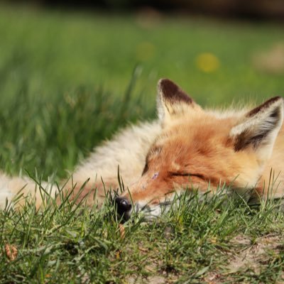 North6Yu's profile picture. PGY1/USMLE Step1 2022/3 pass/ 小児心臓外科志望/Team WADAインターン/うさぎ愛好家🐇