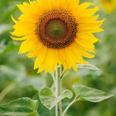 lynnflan1's profile picture. 