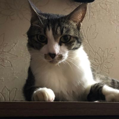 program__C's profile picture. DXライブラリを使用してゲームを作りながらC/C++勉強中。