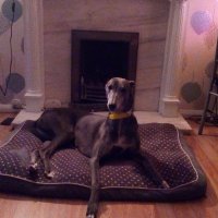 ron grey(@ronsgreyhounds) 's Twitter Profile Photo