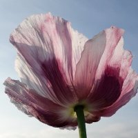 OkkemaA (@okkemaa) 's Twitter Profile