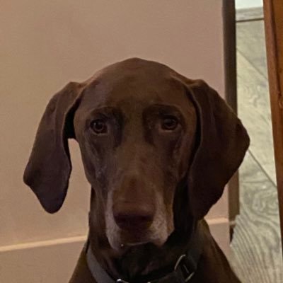 dan Profile