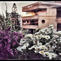 Maliha El Sadr (@malihabeta) Twitter profile photo