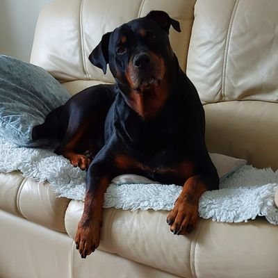 GETOVER77171051's profile picture. Had Twit account removed.
Pilot, Military, Commercial.
 British,  Brexiteer.
Children and Animal defender.
Hates Pedophiles, Castrat them all.