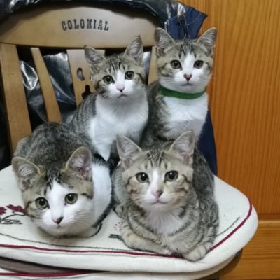 ブログ「中年システムエンジニアのオモチャ箱」を開設しています。技術情報の他、日常の世間話、保護した猫😸(全員兄弟:あんず♀、らいち♂、いちご♀、みかん♀)の🐈写真満載 / デジタル声優アイドル #ナナニジ が好きです!ナナニジ垢🎤→@fruitscats4 / 2022.05.09から弓道🏹始めました 弐段🎯