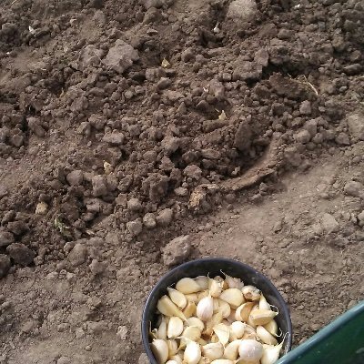 8 year garlic farmer