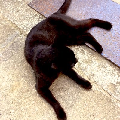 cimarron_skip's profile picture. SKIP気分の作曲担当。 ピアノ弾くのが好きな人です。