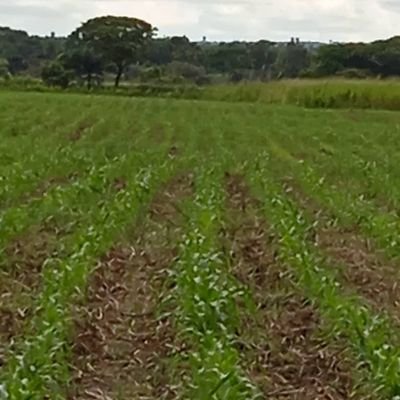 wuilmersembrand's profile picture. MUCPEZ BARINAS