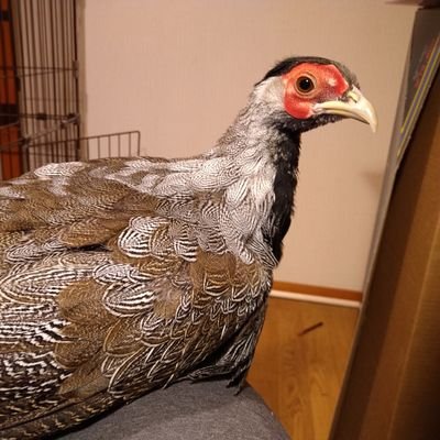 Kiku Tea コミケのコスプレで一番好きなのはこれ 六波羅蜜寺 空也上人像 Kiku Tea コミケのコスプレで一番好きなのはこれ 六波羅蜜寺 空也上人像