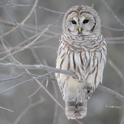 SmokinAl58's profile picture. 