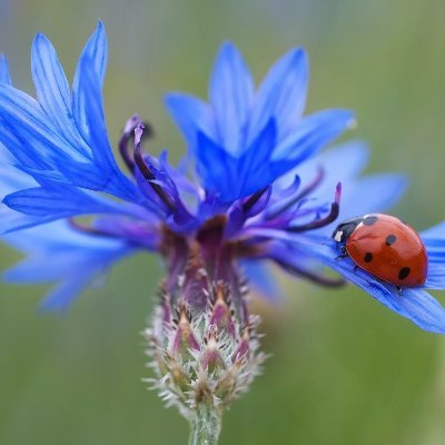 I am studying the status, distribution and ecology of ladybirds in Ireland as part of a PhD for Fota Wildlife Park +University College Cork.
Views are my own.