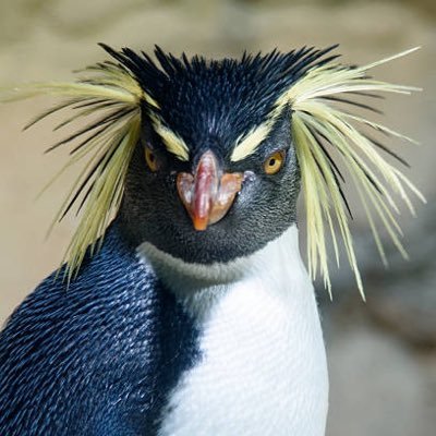 nasreddinci's profile picture. COVID-19 is NOT LIKE FLU