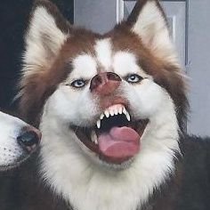 🛹Bitey✌さんのプロフィール画像