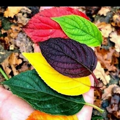 AnneG33663219's profile picture. Am a Child of GOD