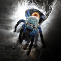 Wiebke Möbius (@mobiuswiebke) 's Twitter Profile