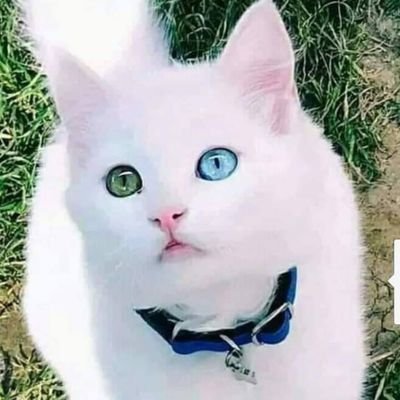 VahiHayat3's profile picture. Emekçi AV. Küfür ve hakaretlere itina ile dava açılır.