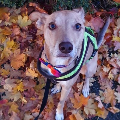 Lanky loveable lurcher 🐾 Irish stray, with a Scottish name, now happily living in England with my fur-ever family. Owner of @goatee2 & @ladybuglou80