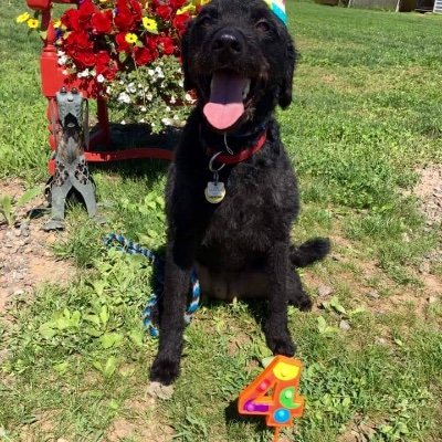 ZEBRA363044080's profile picture. 