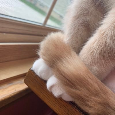 Tweetin_Robyn's profile picture. A tender heart trying to be strong in a hard world.💕ASD mom 💕single mom/warrior 💕writing for my sanity 💕 #FLX 💕proud ATC Partner