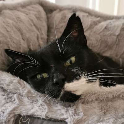 5y+ UX/UI Front end developer (Full stack in training)