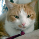 Bob Whittaker - @BobTheCatW - Twitter