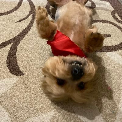 someyunging's profile picture. 