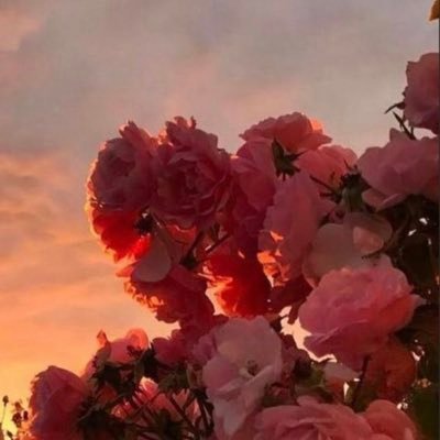 الإمل الباسم