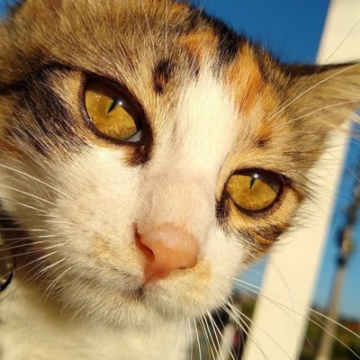Procura- se essa gatinha tricolor femea, com um pouco mais de 1 ano - insta: @liinda_thecatt