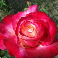 JulBel (@julbel15) 's Twitter Profile