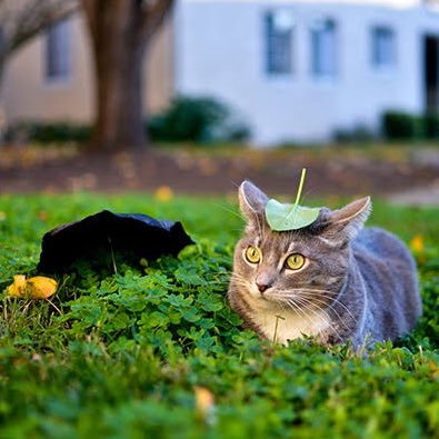 s_swm's profile picture. ＊猫＊映画＊音楽＊馬の骨。食べる事好きな人です。好きは好き、嫌いは嫌いで自由気ままに出会いと繋がりを大切に。