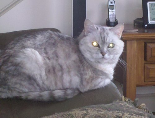 Foxybox1's profile picture. Grandparent