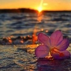 I am in a quiet way blooming 🌸 Digital Marketing|Crypto Enthusiast|Poet