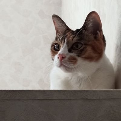 bHLLsxgFa4yGFuM's profile picture. ななれん垢＆エグリプト＆サモンズボード 
Rope.所属
10以内に入りたい🐱

前回シーズン66位

タスキル踏み抜いたおバカ( ᐛ )

アリーナ編成研究室