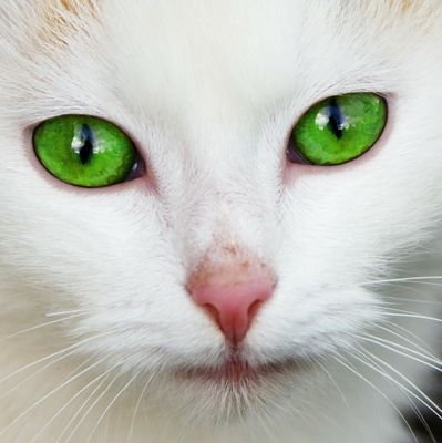 CatWildAuthor Profile Picture