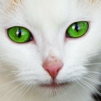 Cat Wild🦋, teller of cat tales🖋️(@CatWildAuthor) 's Twitter Profile Photo