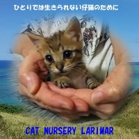 CatnurseryLarimar（キャットナーサリーラリマー）＠石垣島