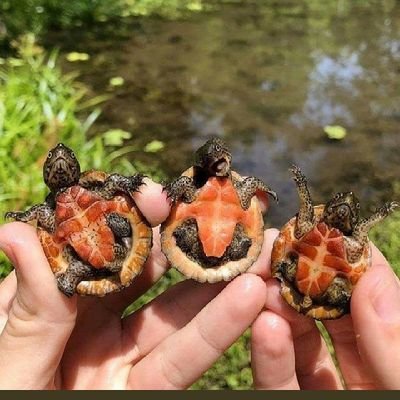 JamesWMS2's profile picture. Love Nature And Everything About The Whole Universe.God Is Real,Bookworm And Animal Lover.🙊🙉🙉🦘🐘🐀🐁