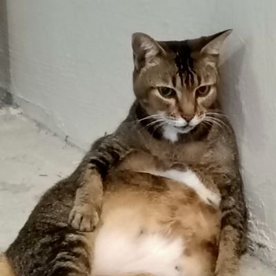 SiongHui1's profile picture. You started it, you have to end it. Simple.