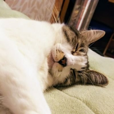 猫をこよなく愛する猫おばさんで、且つ濃い目のオタク。ここは主に日常ツイートで利用しております。リツイートかなり多し。