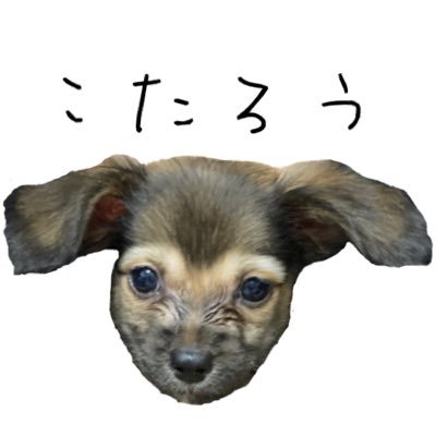 チワックスこたろう【公式】 (@kotaroo2325) / Posts / X