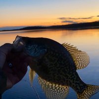 l love crappie (@crappiexxx) 's Twitter Profile