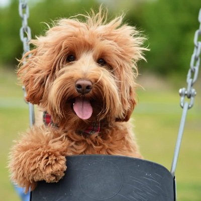 We are a small family breeder focusing on fabulous, wonderful sweet Australian labradoodles, one litter at a time!