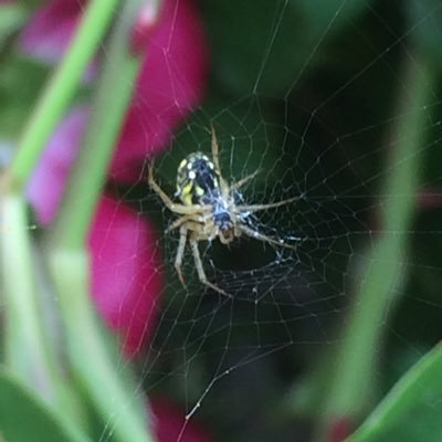 humaine à tendance chaotique/bon bordélique et curieuse