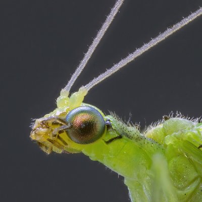 Soy una #CrisopaVerde y loca 🤪| Te cuento mis aventuras controlando a los pulgones #Biocontrol #plagas|
✍️Tuits de #Ciencia y #BichosBuenos para #Agricultura