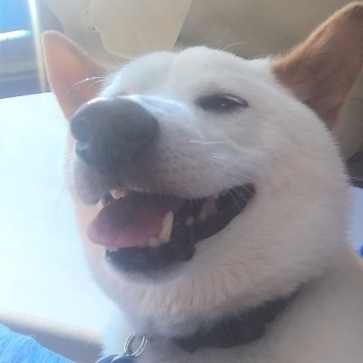 owo_doge's profile picture. Shibe time, Dog-He/him, Me-idk/idfk I stream sometimes :D https://t.co/Y9Os9WYdtC Social media break
