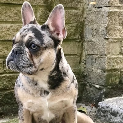 Lilac & Tan Merle French Bulldog. In park or pub. Hardest working dog in London. Literary Genius. Belle is my princess & usually in photos too #ODAAT #fakemews